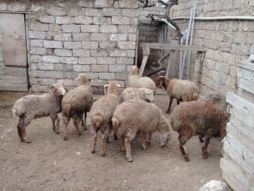 Toyuqlar: Razılaşmaq olar hamsı Erkəkdi qurbanlıqa yararlıdılar — 3
