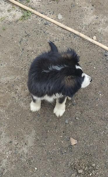 alman coban iti: Koker spaniyel, 2 ay, Dişi, Peyvəndli, Ödənişli çatdırılma — 1