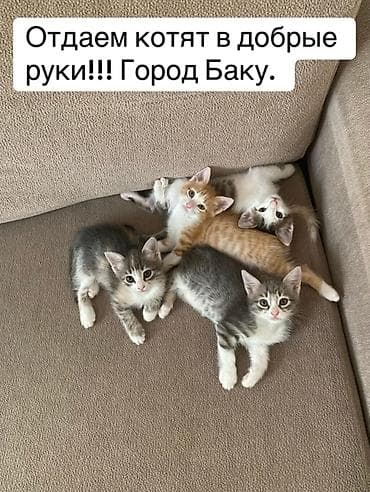 heyvan: Bakıda mehriban ailələrə sahibləndirilmək üçün balaca pişiklər — 1