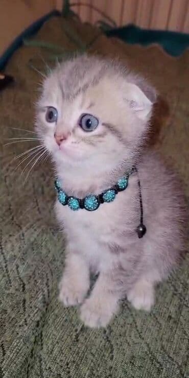 шотландские вислоухие коты: Şotland yastı qulaq — 1