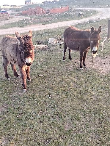 Balıqlar: Salam esseyler satlir ana baladi anasi bogazdir — 4