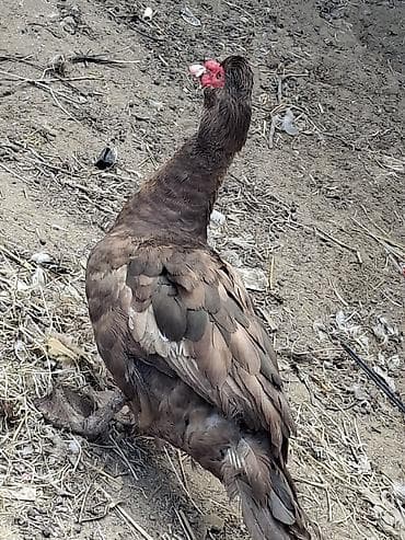 lal ordek balasi: - Cins: Muscovy (barbarıka) erkey ördəy qiymet sondu unvan zire iwle — 2