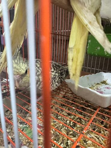 лоток для кошек баку: Korella — 2