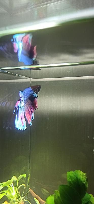 akvar: Betta (Petuşok balığı) — 6