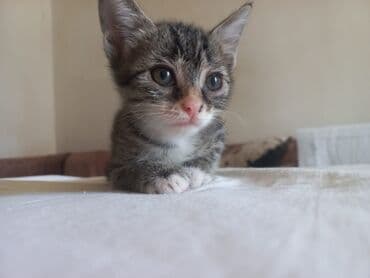 отдать котят в хорошие руки: В добрые руки — 2