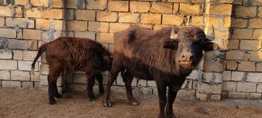 Куры: Самка, лет: 2, Для разведения — 3