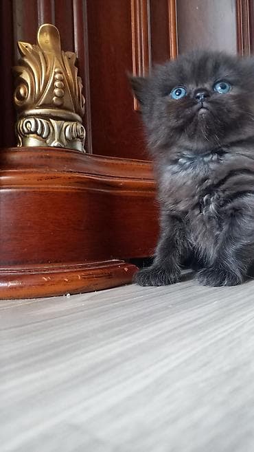 Akvariumlar: Fars — 3