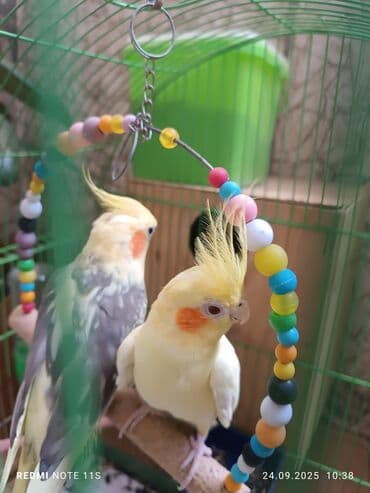 qus qefes: Salam quşlar satılır. çoxdandır saxlayıram sağlam quşlardır neçə ildir — 2