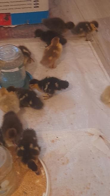 xaski bala: 3 günlük balalar lavanda zümrüdü macar krasnadar 5 m — 2