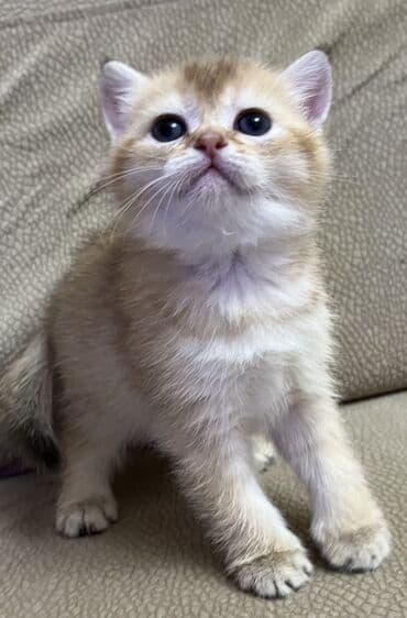 Gəmiricilər: Temiz qan shinshila balalari satilir. 15 .11.25 ilde dogulublar. yemek — 4