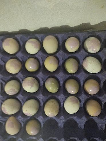 sultan toyuglari: Məhsul: Qafqaz halqalı qırqovul (cüt və yumurta) Təsvir: - Növ — 2