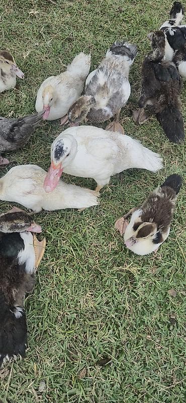 Утки: Muscovy (indi ördəyi) balaları satılır - Cins: Muscovy/indi ördəyi - — 8