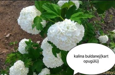 gul toxumlari: Həyət gülleri. 90növ çesid var! — 23