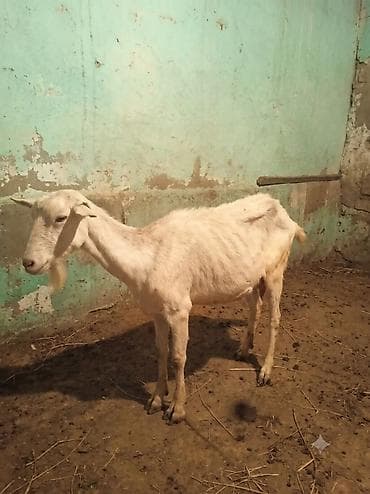 Sani keçisi tecili satılır pul lazımdı süd verir lalafo.az -da Sani keçisi tecili satılır pul lazımdı süd verir