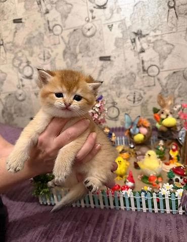 ağdaş yemi: Qızıl şinşilla — 4