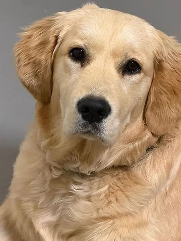 kangal it: Retriever, 7 ay, Dişi, Sənədli, Pulsuz çatdırılma — 5