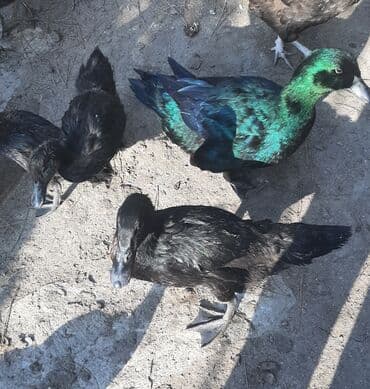 pinqvin ördək: Kayuqa ördəkləri, orjinal sort.Barter də olar. Saxlamaq üçün hazır — 6