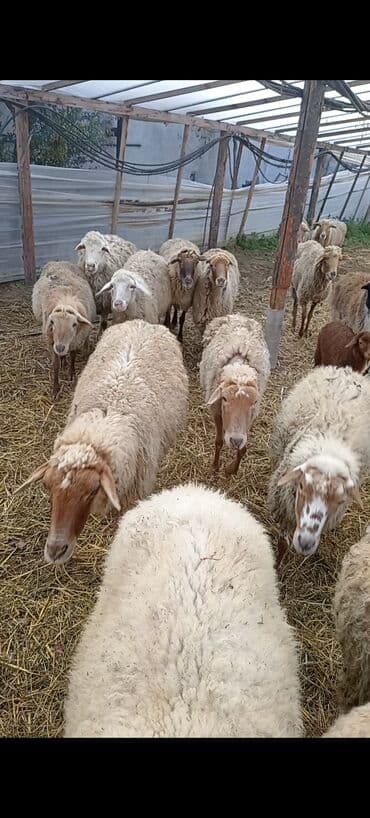 ördək yumurtası satışı: Dişi, Qala, il: 1, 50 kq, Damazlıq, Ünvandan götürmə — 3