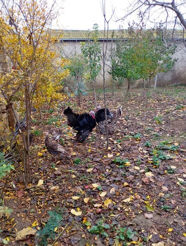 damaz: Erkək, Damazlıq — 5