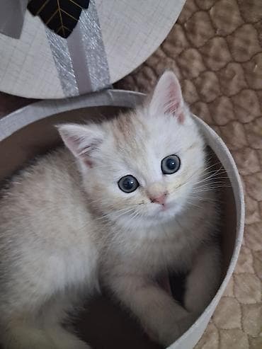 pisik balası: Şinşilla, Dişi, Yaxşı əllərə, Ünvandan götürmə, Ödənişli çatdırılma — 6