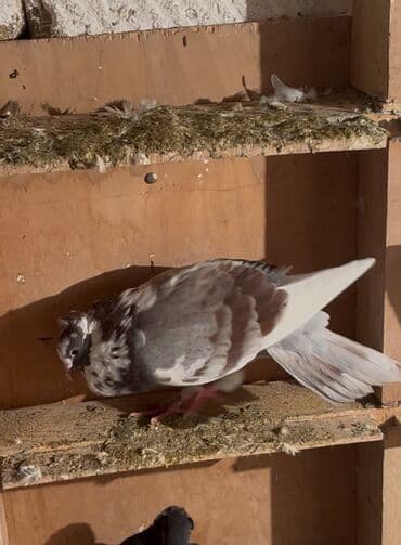 Gəmiricilər: Satilir erkeydi miz kəkil saz heyvandi👍🧿🤝 — 4