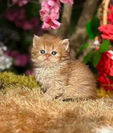 Cins: Uzun tüklü, yastı burunlu balaca pişik balası Rəng