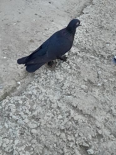 goyercin leleyli: Enniquyruq mayadi 20 Azn Qaradag lokbatana göndərmək olar — 2