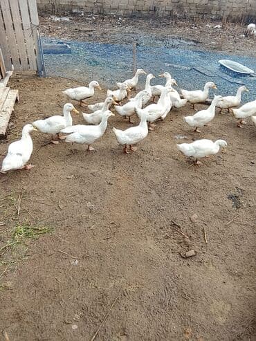 ördək balası və cücə: Salam sağlam heyvanlardı. Ətlik və yumuttalıq cinsidir .3ayları tamam — 3