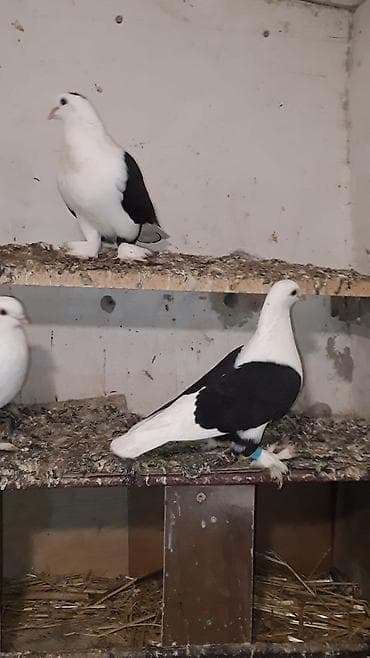 Heç bir tərif yazmiyacam şəkilde her birşey aydın qorsenir çütü lalafo.az -da Heç bir tərif yazmiyacam şəkilde her birşey aydın qorsenir çütü