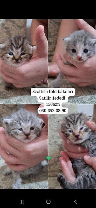 Şotland yastı qulaq