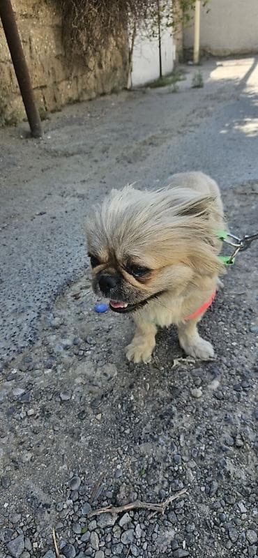 Pekines, Dişi, Pulsuz çatdırılma — 1