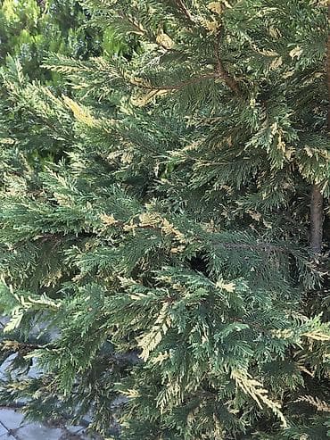 dibcək gul: Bağ və həyət üçün dekorativ iri ölçülü həmişəyaşıl bitkilər təqdim — 5