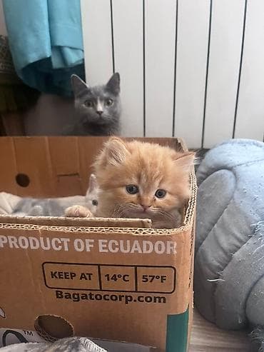 Pişiklər: Zəncəfil rəngli, uzun tüklü balaca pişik balası - Rəng: parlaq — 5