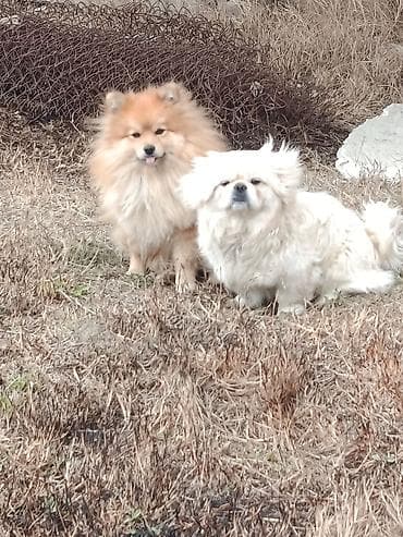 Akvariumlar: Şpitz — 4