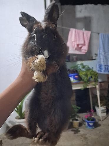 Dovşan satılır. real aliciya endirim olacaq - Yaş: 7 aylıq - Rəng lalafo.az -da Dovşan satılır. real aliciya endirim olacaq - Yaş: 7 aylıq - Rəng