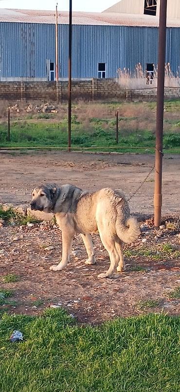 it damlari: Qurdbasar, 2 il, Dişi, Peyvəndli, Ödənişli çatdırılma — 5