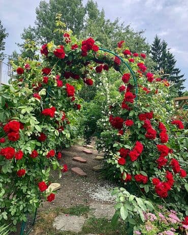 mal dili bitkisinin faydaları: Bu dırmanan qızılgül kolları bağçalara və divarlara gözəllik qatmaq — 4