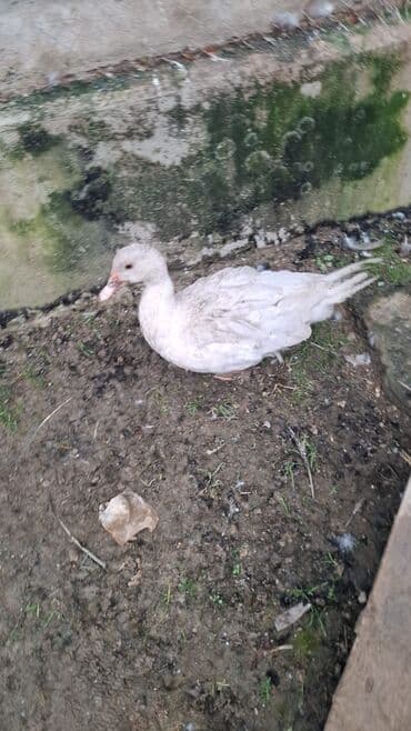 sort qazlar: Musk ördəkləri (hind ördəyi) satılır. Xüsusiyyətlər:her sort var lal — 2