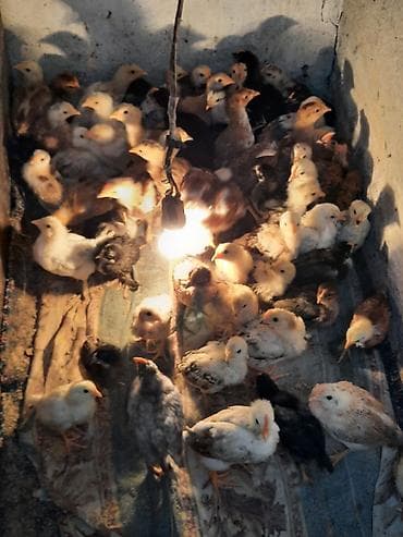 kənd cücələri: Toyuq cücələri, Ətlik — 6