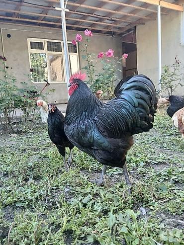Toyuq, Damazlıq lalafo.az -da Toyuq, Damazlıq