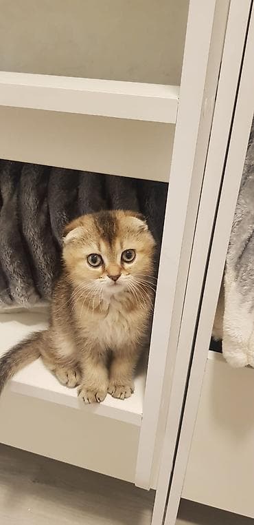 sotland pişik: Qızıl şinşilla, Dişi, Yaxşı əllərə, Ünvandan götürmə — 1