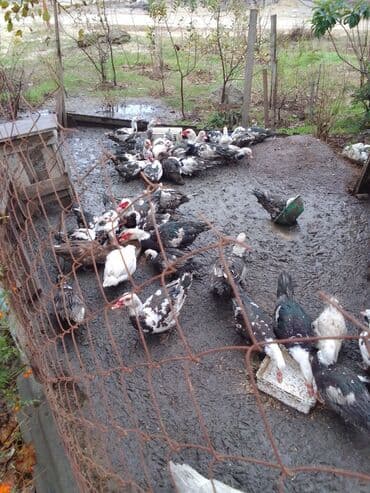 Cücələr: Musk ördəkləri (hind ördəyi) sürüsü - Növ: Musk/hind ördəyi – — 2