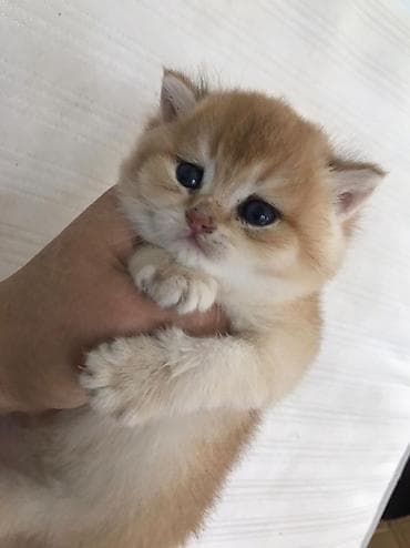 Pişiklər: Britan — 2