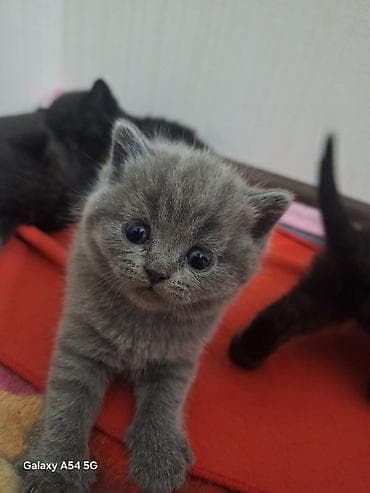 Şotland, Ünvandan götürmə, Ödənişli çatdırılma