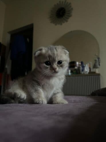 pi̇şi̇k: Шотладская вислоухая, Самец, В добрые руки, Платная доставка — 2