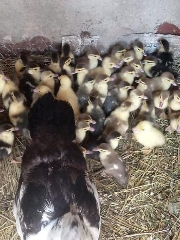 С/х животные и товары: Musk ördəyi cücələri (indo ducklings) - Növ: Musk (indo) ördəyi - — 1