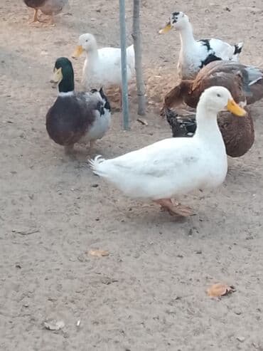 hinduşqa balası: Satılır: ördək sürüsü - Növlər və rənglər: ağ, qara, boz, qəhvəyi və — 15