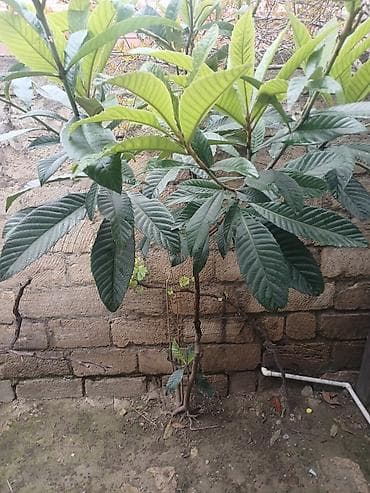 Şitillər: Nərgili (muşmula/loquat) fidanı - Növ: Eriobotrya japonica — 1