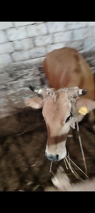 inək öd daşı: Kimde maraqlı olsa buyursun elaqe saxlasin boş yere narahat eleme — 4