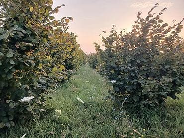 heyet evi satilir: 64 sot, Kənd təsərrüfatı, Mülkiyyətçi, Kupça (Çıxarış) — 1